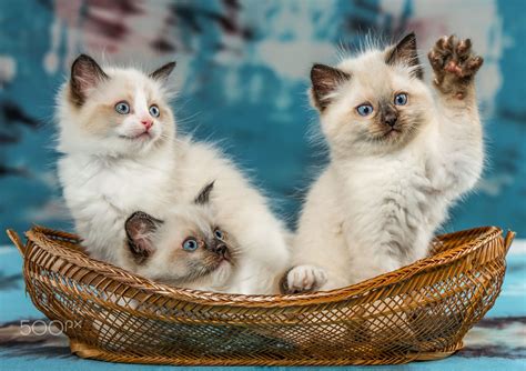 Three cute Ragdoll kittens sitting in a basket on a colorful background ...