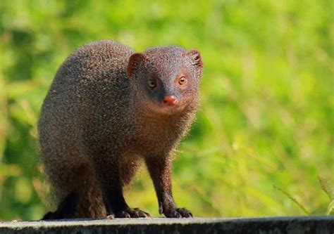 Travel Wildlife Indian Grey Mongoose | Photo Call: Close encounters with Wild India! - Yahoo ...