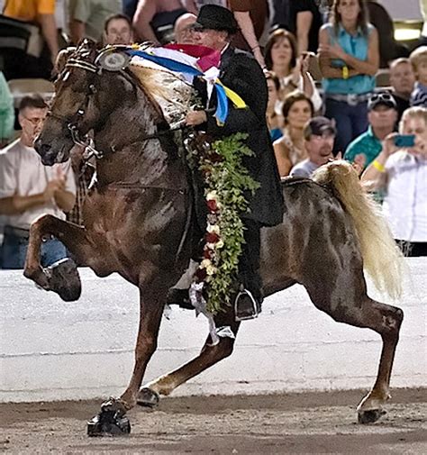 Children 4 Horses: Tennessee Walking Horse Breeders’ and Exhibitors’ Association Supports Humane ...