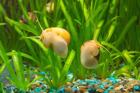 Mystery Snails | Pomacea bridgesii: Care Sheet - Aquariadise