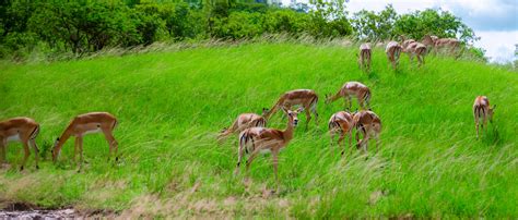 Akagera National Park – Journey Africa Wild