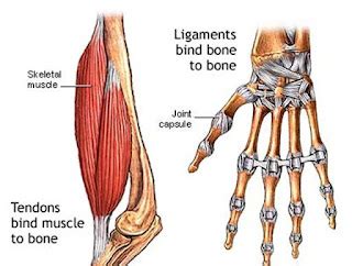 Difference between Tendon and Ligament - MD