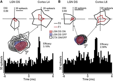 LGN DS Neurons Drive V1 Neurons (A) Cross-correlation of spontaneous ...