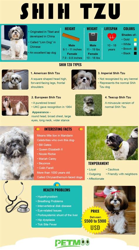 Shih Tzu - 10 Vital Dog Breed Information - Petmoo