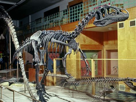 Big Al Allosaurus | Mounted complete skeleton of "Big Al," the specimen of Allosaurus used ...