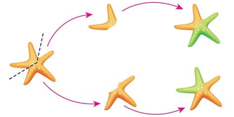 Gemación - Concepto, ejemplos, explicación en plantas y animales