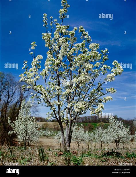 Pear tree in blossoms Stock Photo - Alamy