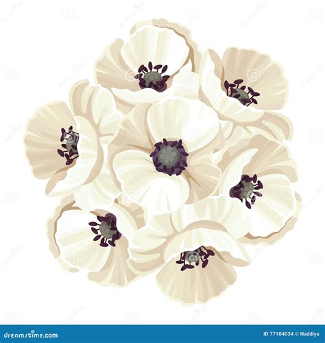 Bouquet of White Poppy Flowers. Vector Illustration. Stock Vector ...