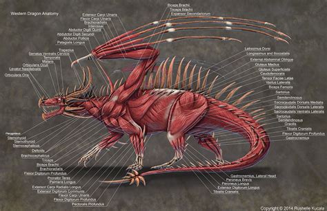 Western Dragon anatomy v.2 | Mystische wesen, Fabelwesen, Anatomie