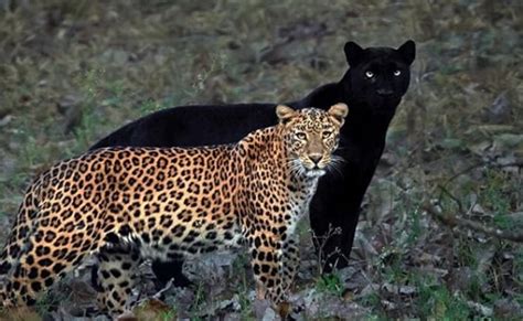 The elusive melanistic leopard