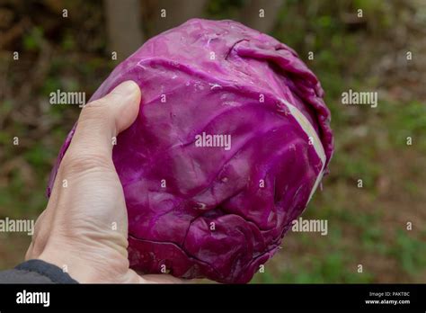 Red purple cabbage leaves in hand palm, home backyard environment Stock ...