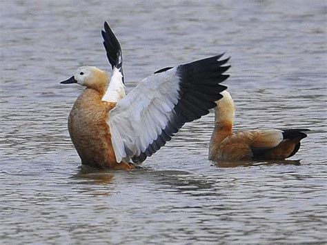 As winter sets in, winged guests flock to Sukhna, Dhanas lakes - punjab chandigarh - Hindustan Times