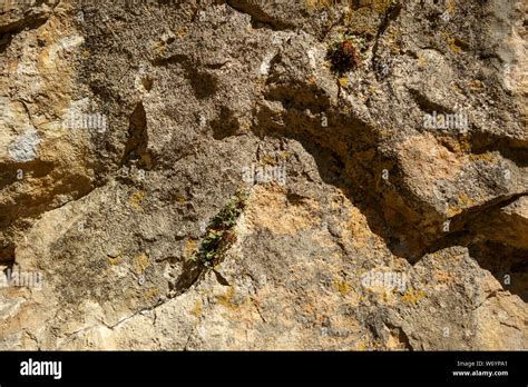 Photo from above of rocky terrain with plants Stock Photo - Alamy