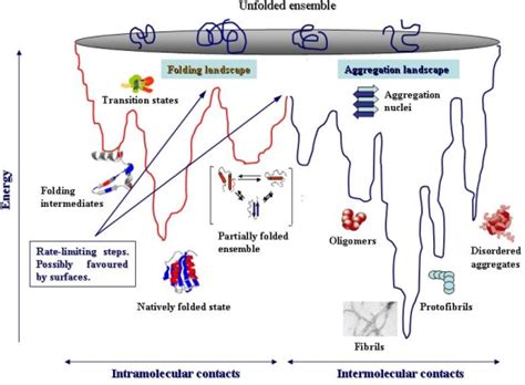 Combined protein folding/aggregation landscapes. A combined energy ...