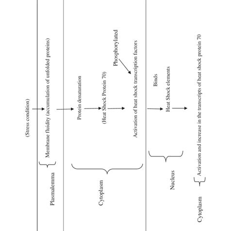 schematic process of the hsp70 response to stress in plants under... | Download Scientific Diagram