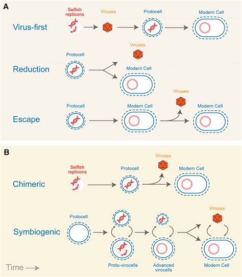 Models of viral evolution. (A) Classic frameworks of viral evolution ...