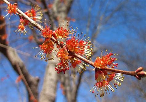 Nature on the Edge of New York City: Red Maple Flowers in Bloom