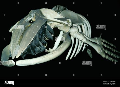 Baleen whale skeleton hi-res stock photography and images - Alamy