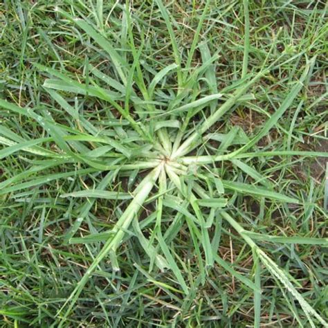 Quackgrass vs. Crabgrass - Green Lawn Fertilizing