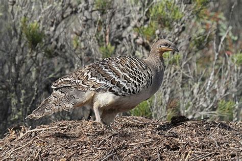 Restoring native vegetation for Malleefowl habitat - NACC - Northern Agricultural Catchments Council