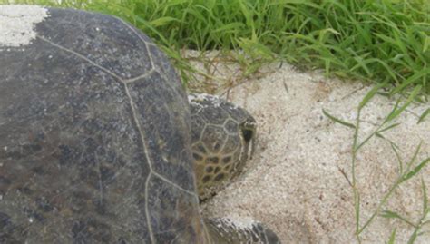 Veolia Foundation | Conserving the exceptional biodiversity of New ...