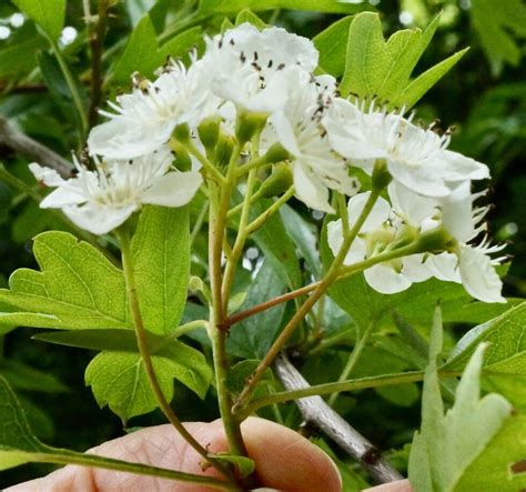 Flower Structure, Hawthorn Tree, Tree Identification, Hedgerow, Small ...