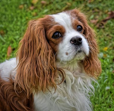 King Cavalier Cocker Spaniels [Quick Facts] - spanielking