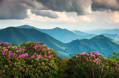 Blue Ridge Appalachian Mountain Peaks and Spring Rhododendron Flowers Photograph by Dave Allen ...