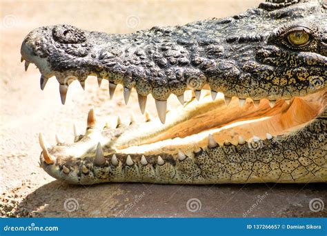 Laughing Crocodile. Teeth and Crocodile Head. Stock Image - Image of beautiful, laughing: 137266657