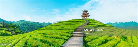 Tea Plantation High-Res Stock Photo - Getty Images