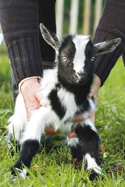 How this tiny goat breed found its way to New Zealand