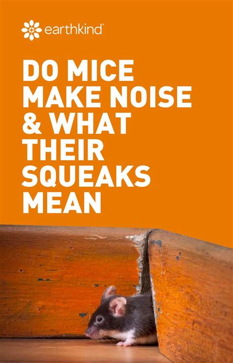 Mouse Sounds - Do Mice Make Noise & What Their Squeaks Mean