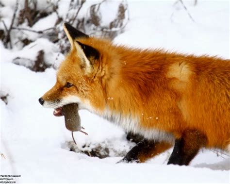 Ohio Wildlife Education Update: Winter Wildlife Adaptations