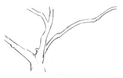 How To Draw Tree Branch - Drawing Word Searches
