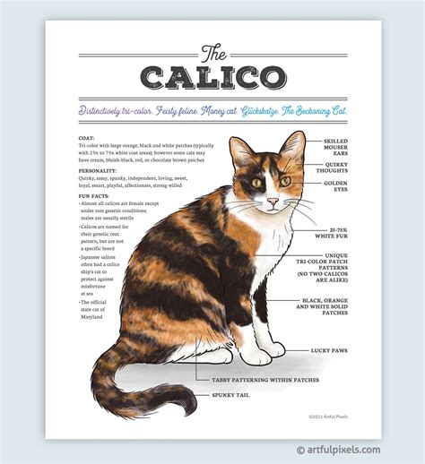 Calico Cat Art Cute Calico Cat Poster Cat Breed Artwork | Etsy