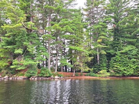 Big Trout Lake Campsite #31 in Algonquin Park | Campsite Report