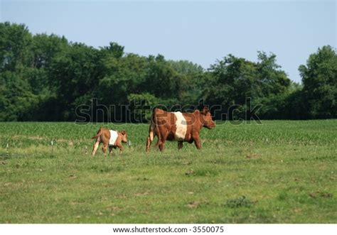 Herford Cow Calf Stock Photo 3550075 | Shutterstock