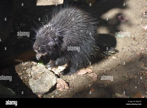 Wild porcupine standing on its hind legs showing its teeth Stock Photo ...