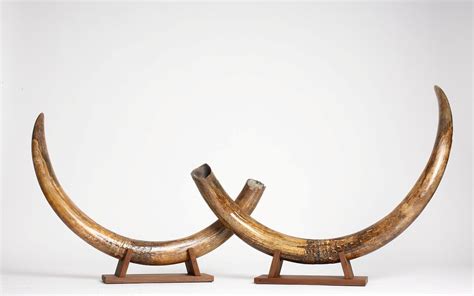 Natural vs Restored Mammoth Tusks - Arctic Antiques