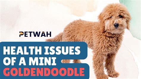 Mini Goldendoodle Health Issues: What You Need to Know - YouTube