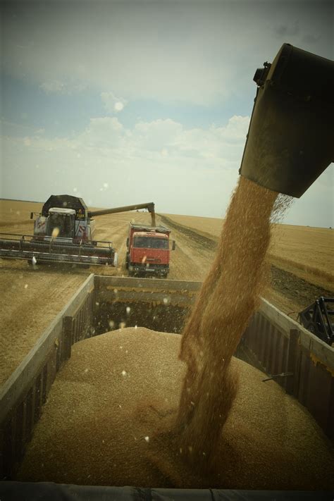 Wheat The Harvest Corn - Free photo on Pixabay - Pixabay