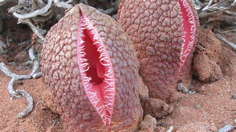 35 of the Weirdest Plants on Earth – Page 2 – 24/7 Wall St.