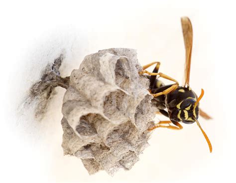 Queen wasp on her nest Photograph by Paul Cowan