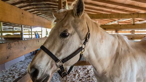Horse Neoplastic Diseases – Melanoma – The Horse's Advocate
