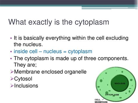 Cytoplasm ppt (introduction structure & function)