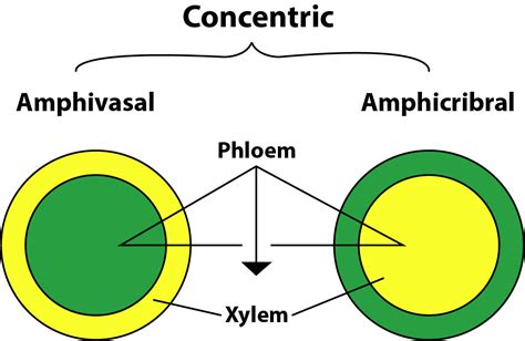 Amphivasal vascular bundles are found in(a)Cycas and Dryopteris(b ...