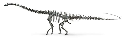 Diplodocus Skeleton | Diplodocus Bones | DK Find Out