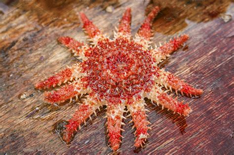 Bright red starfish | Animal Stock Photos ~ Creative Market