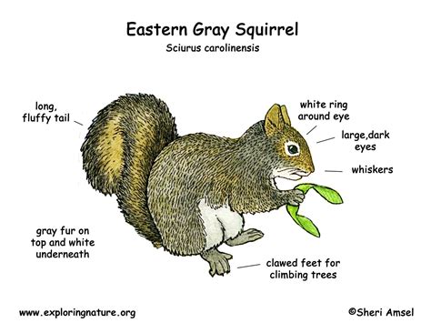 Squirrel (Eastern Gray)