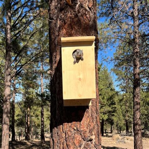 Squirrel Nest Box – Think Wild – Wildlife Hospital and Conservation Center